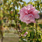 Rare Rose Serum