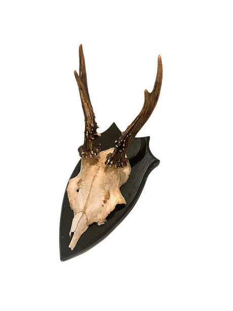 Mobler v><p>Vintage Roe Deer horn on oak plate from Sweden mid-century