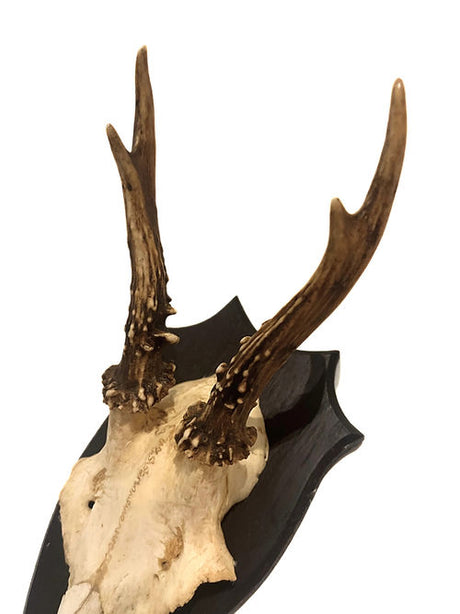 Mobler v><p>Vintage Roe Deer horn on oak plate from Sweden mid-century