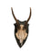 Mobler v><p>Vintage Roe Deer horn on oak plate from Sweden mid-century