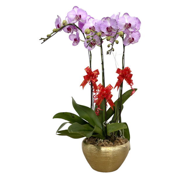 World Farm Phalaenopsis