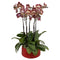 World Farm Phalaenopsis