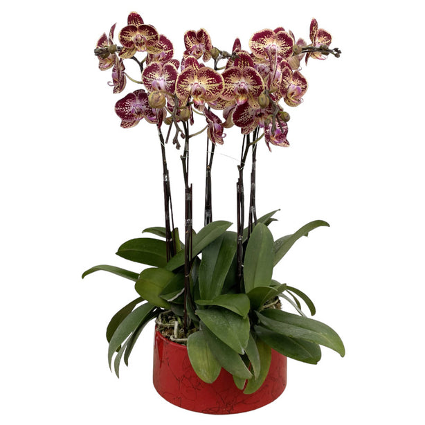 World Farm Phalaenopsis