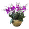 World Farm Phalaenopsis