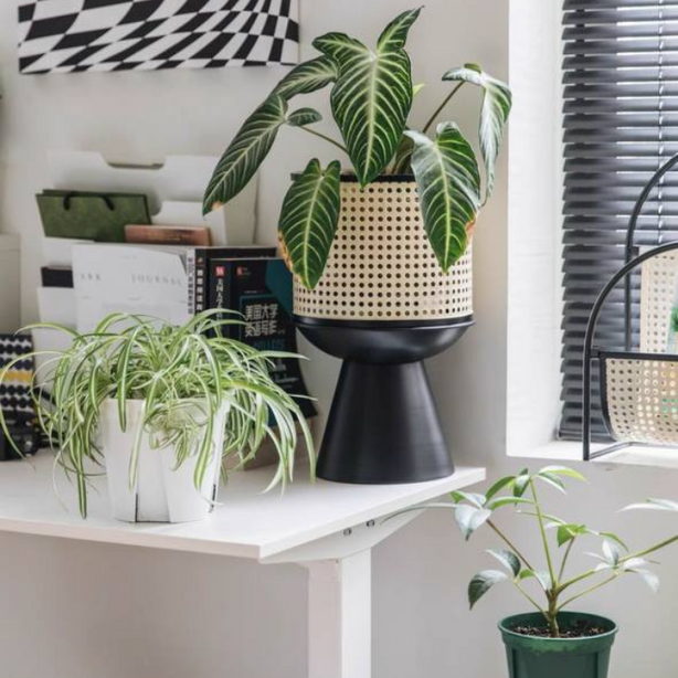 Rattan planter | flower pot stand with black base