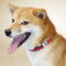 Kanine Rope Collar