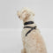 BOSS Dog Recycled Leather Harness