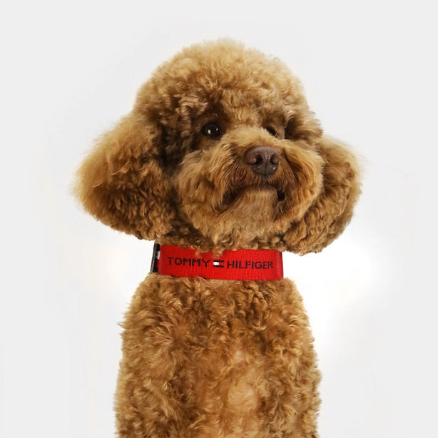 Tommy Hilfiger Webbing Collar