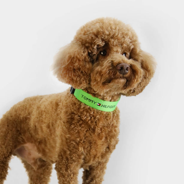 Tommy Hilfiger Webbing Collar