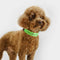 Tommy Hilfiger Webbing Collar