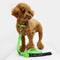 Tommy Hilfiger Webbing Leash