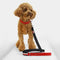 Tommy Hilfiger Webbing Leash