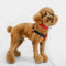 Tommy Hilfiger Color-Blocked Harness