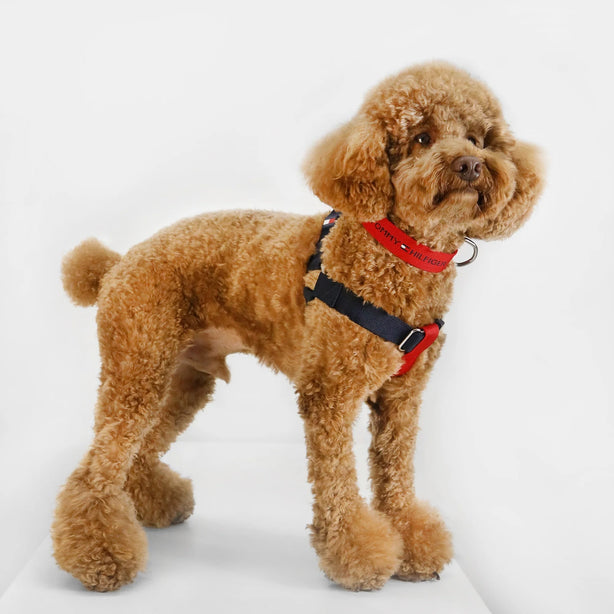 Tommy Hilfiger Color-Blocked Harness