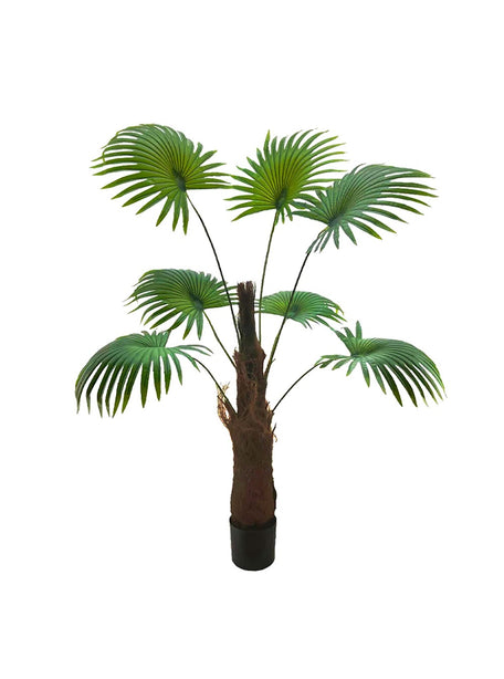 Pollyanna Fan Palm - 190cm