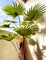 Pollyanna Fan Palm - 190cm