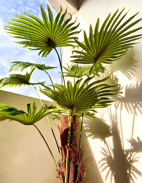 Pollyanna Fan Palm - 190cm