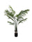 Pollyanna Areca Palm - 150cm