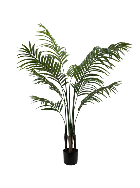Pollyanna Areca Palm - 150cm