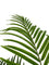 Pollyanna Areca Palm - 150cm