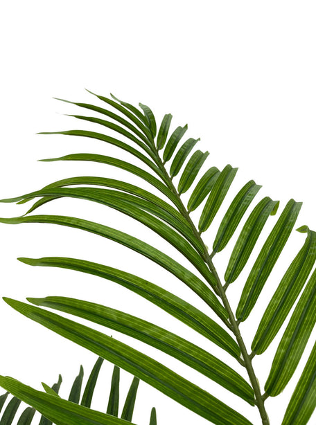 Pollyanna Areca Palm - 150cm