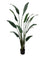 Pollyanna Travellers Palm - 180cm