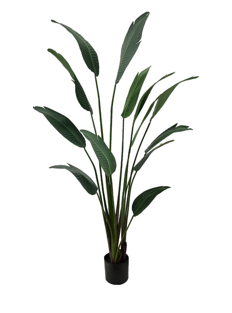 Pollyanna Travellers Palm - 180cm