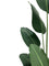 Pollyanna Travellers Palm - 180cm