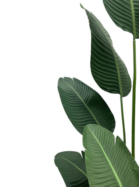 Pollyanna Travellers Palm - 180cm