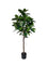 Pollyanna Ficus Elastica (UV Resistant) - 160cm