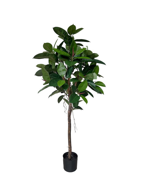 Pollyanna Ficus Elastica (UV Resistant) - 160cm