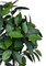 Pollyanna Ficus Elastica (UV Resistant) - 160cm