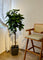 Pollyanna Ficus Elastica (UV Resistant) - 160cm