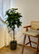 Pollyanna Ficus Elastica (UV Resistant) - 160cm