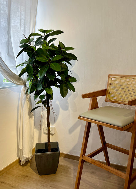 Pollyanna Ficus Elastica (UV Resistant) - 160cm