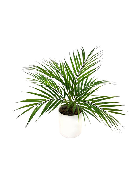 Pollyanna Mini Fern Bush