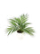 Pollyanna Mini Fern Bush