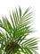 Pollyanna Mini Fern Bush