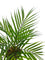 Pollyanna Mini Fern Bush