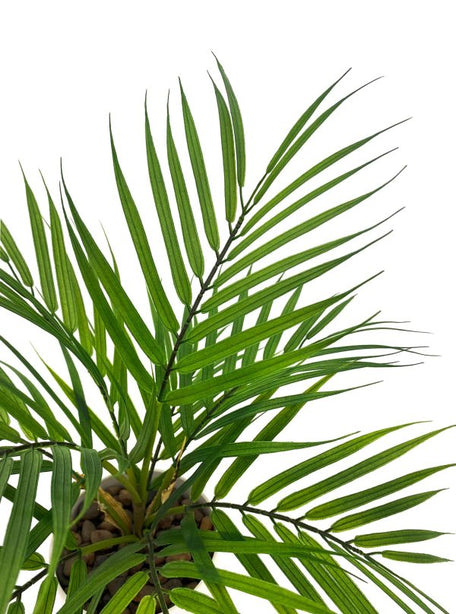 Pollyanna Mini Fern Bush