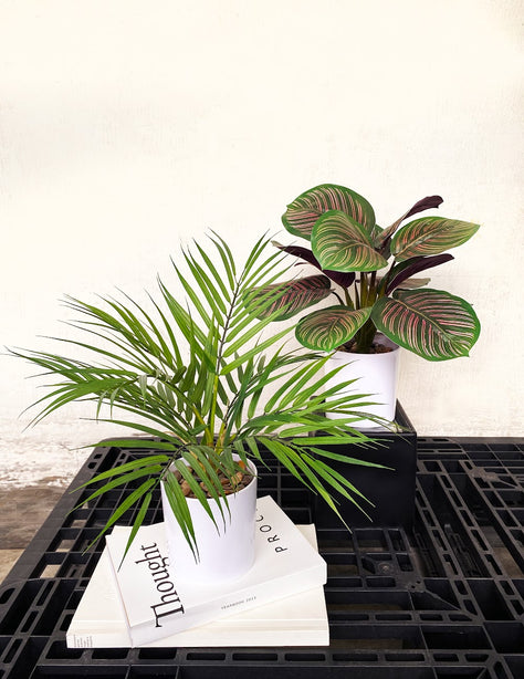 Pollyanna Mini Fern Bush
