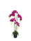 Pollyanna 5 Stalk Phalenopsis Orchid (Fuschia)