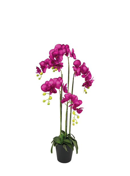 Pollyanna 5 Stalk Phalenopsis Orchid (Fuschia)