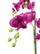 Pollyanna 5 Stalk Phalenopsis Orchid (Fuschia)
