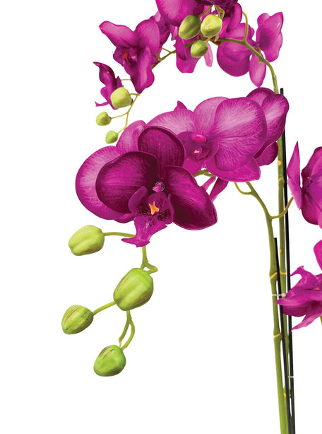 Pollyanna 5 Stalk Phalenopsis Orchid (Fuschia)