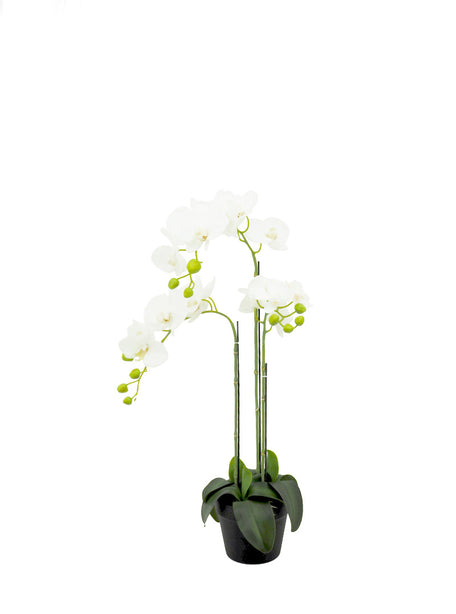 Pollyanna 3 Stalk Phalenopsis Orchid (White)