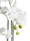 Pollyanna 3 Stalk Phalenopsis Orchid (White)