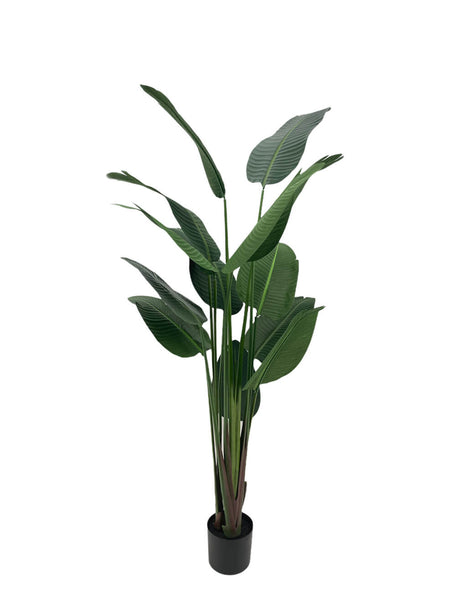 Pollyanna Travellers Palm - 160cm