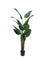 Pollyanna Travellers Palm - 160cm