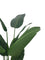 Pollyanna Travellers Palm - 160cm